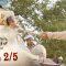 บาจิราว ขุนศึกยอดนักรบ EP.14 (2/5) | ช่อง8 | Bajirao