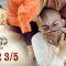 บาจิราว ขุนศึกยอดนักรบ EP.22 (3/5) | ช่อง8 | Bajirao