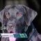 เจ้านาย…ระวัง!!! | Highlight สายลับจับกลิ่น | 5 ก.ค.62 | one31