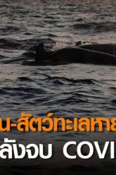 ทะเลไทยฟื้น-สัตว์ทะเลหายากกลับคืน หลังจบCOVID-19 l TNNข่าวดึก l 23 เม.ย. 63