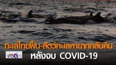 ทะเลไทยฟื้น-สัตว์ทะเลหายากกลับคืน หลังจบCOVID-19 l TNNข่าวดึก l 23 เม.ย. 63