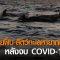 ทะเลไทยฟื้น-สัตว์ทะเลหายากกลับคืน หลังจบCOVID-19 l TNNข่าวดึก l 23 เม.ย. 63